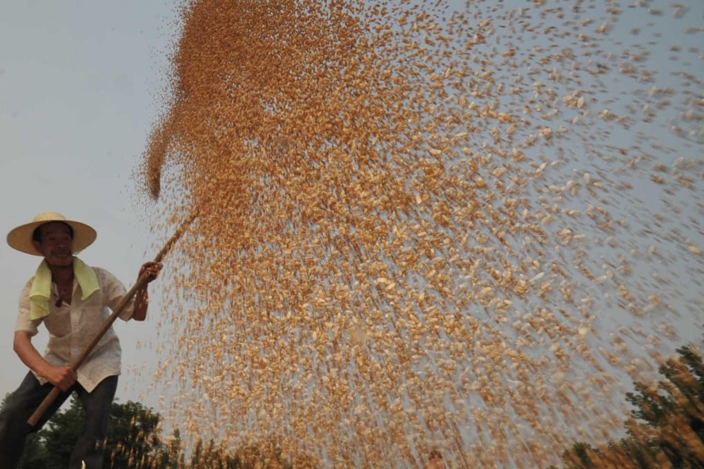 Harvested wheat near Yuncheng, Shanxi. The mainland uses a third of the global total of fertiliser annually. Photo: Xinhua