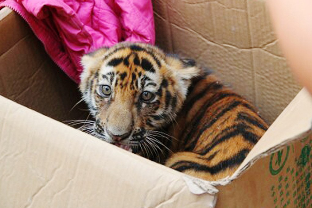 The Bengal tiger cub was rescued when police arrested a gang of alleged smugglers. All trade in the endangered animals is illegal. Photo: Sina Weibo