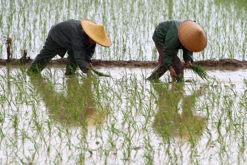 Chinese farmers plant rice seedlings in a paddy field. Photo: Xinhua