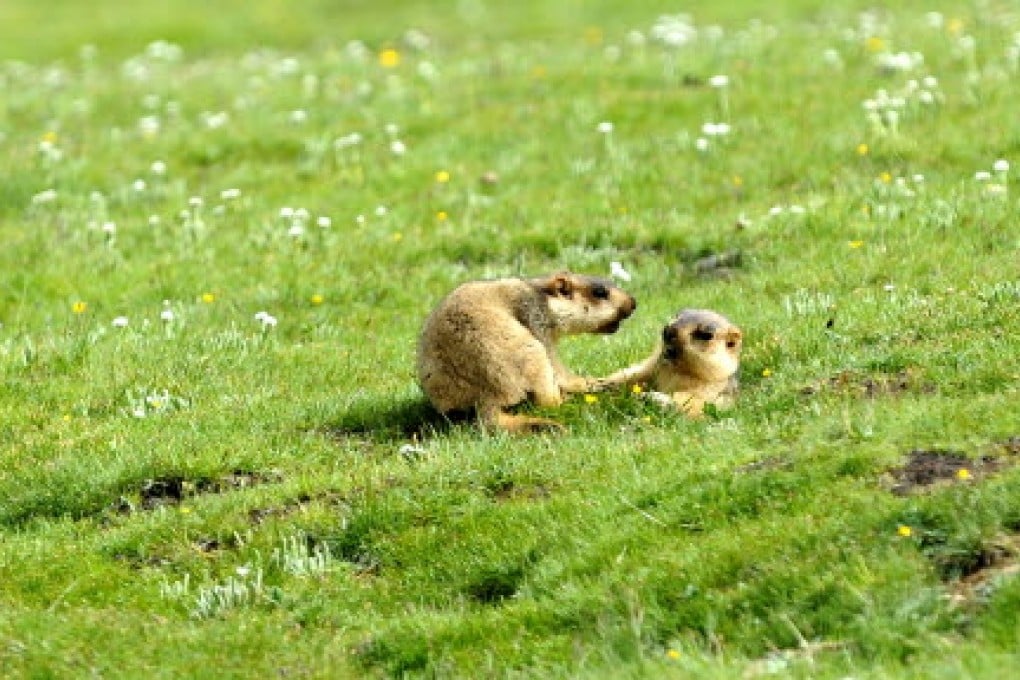 Marmots, like these in Zuogong county in the Tibet Autonomous Region, are found all over the grasslands in western China. Photo: Xinhua