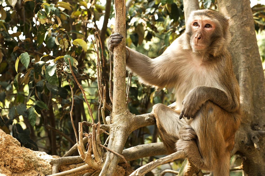 Rhesus monkey in Kam Shan Country Park, Hong Kong. Photo: SCMP