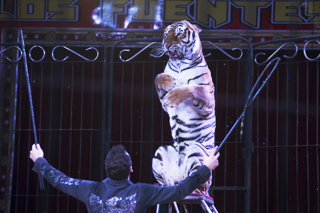 The tigers are declawed when they are babies as to not harm the trainers. Photo: AP