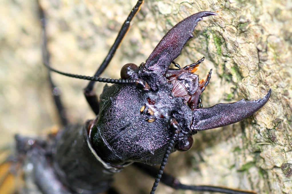 The Giant Tusked Dobsonfly in a photograph shared by the Insect Museum of West China.