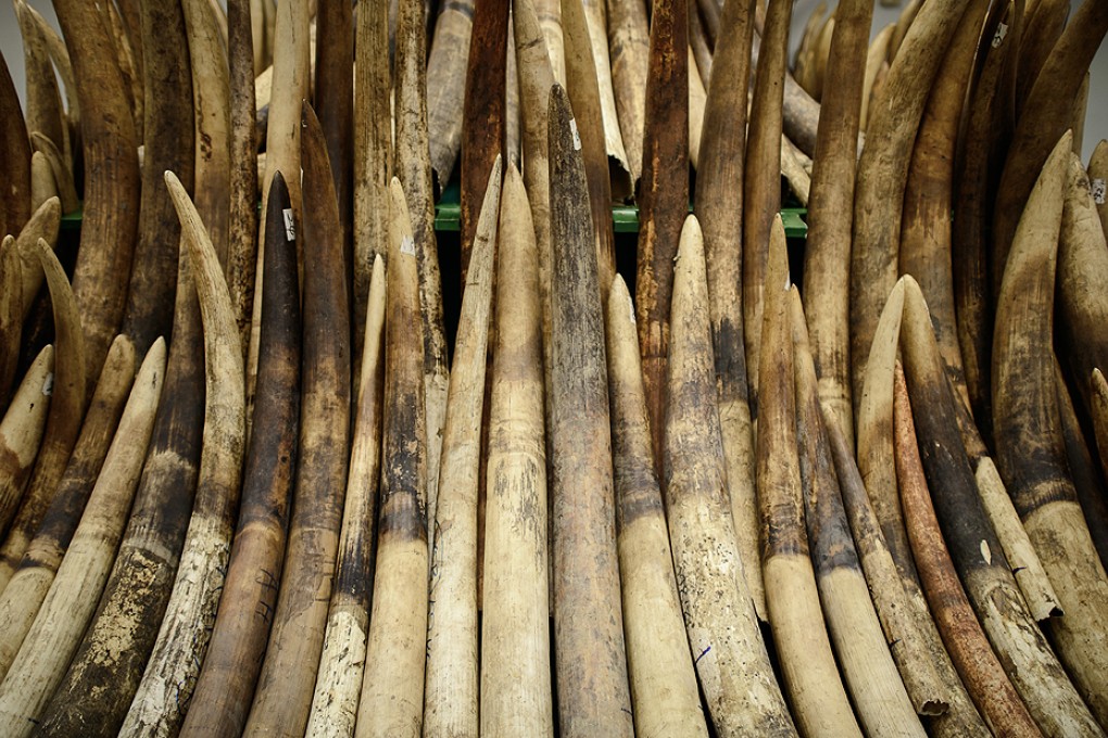 Seized ivory tusks are displayed prior to their destruction by incineration in Hong Kong earlier this year. Photo: AFP