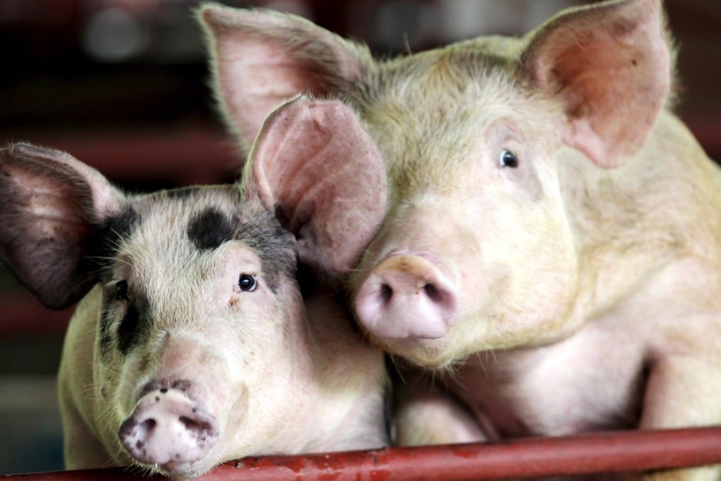 Testing confirmed a foot-and-mouth case at a farm in Uiseong county, North Gyeongsang Province, South Korea. Photo: EPA