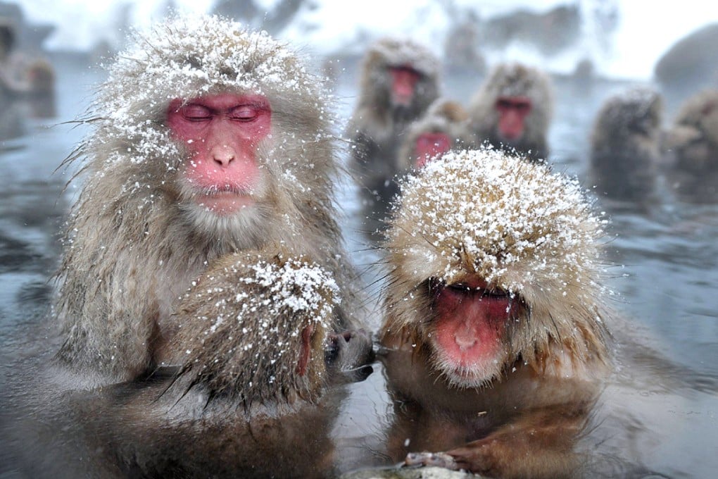 Japanese wild monkeys enjoy an open-air hot spring in Nagano prefecture, Japan. Photo: AFP