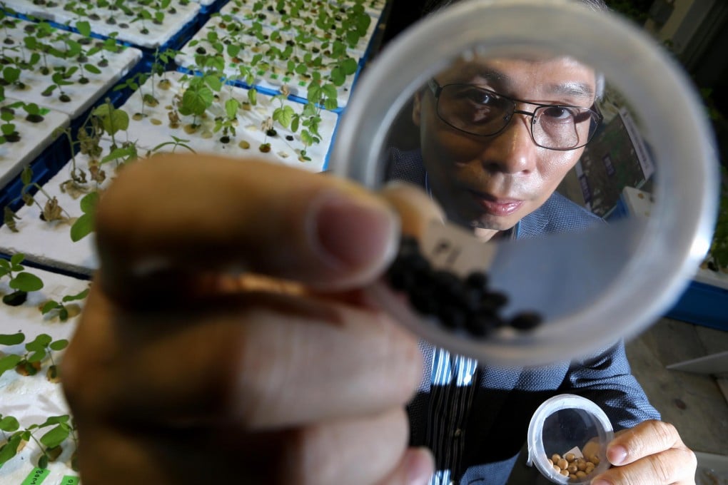 Lam shows off a sample of salt-sensitive soybean. Photo: Sam Tsang