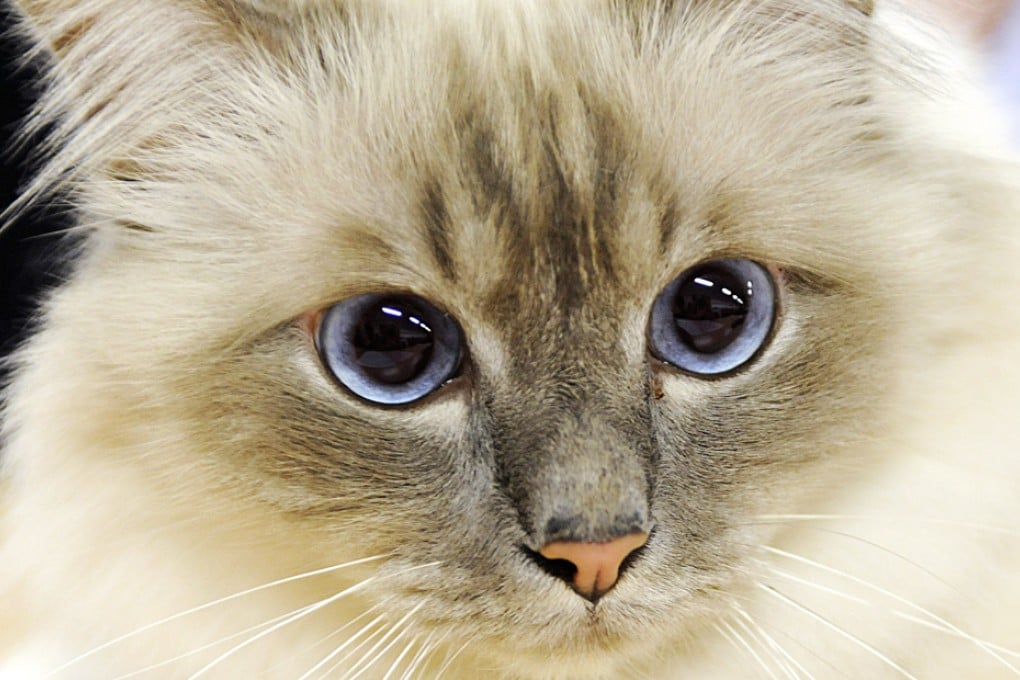A cat sells for between US$50 and US$70 depending on how large it is and how it is prepared. Photo: EPA