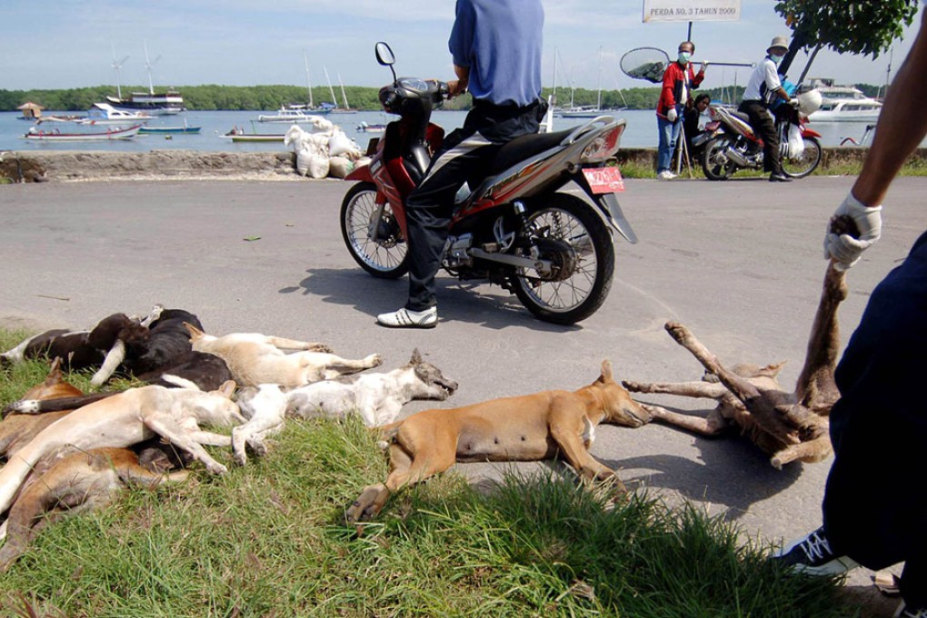 Health department officials remove the carcasses of stray dogs culled in a sweep against rabies in Bali.