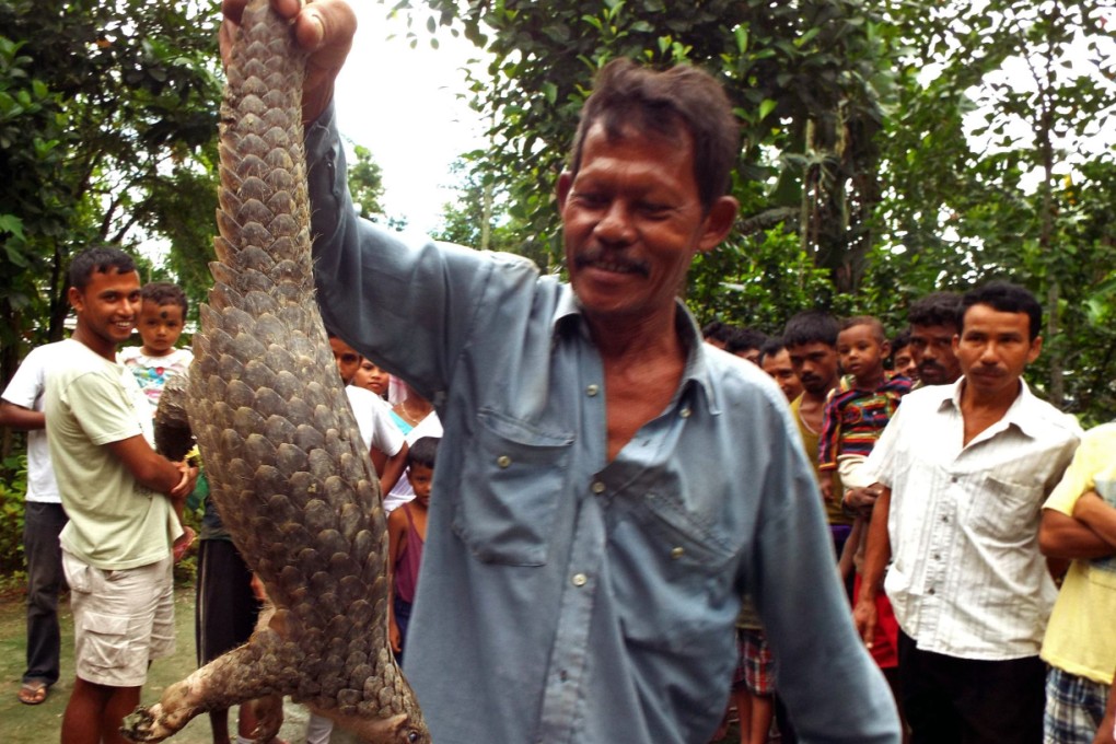 Pangolins are now the world's most illegally-traded mammal.