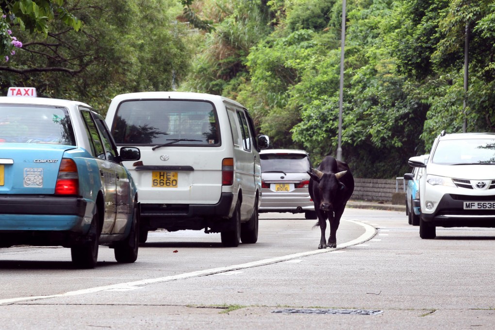 Cattle on Lantau need better protection. Photo: Edward Wong