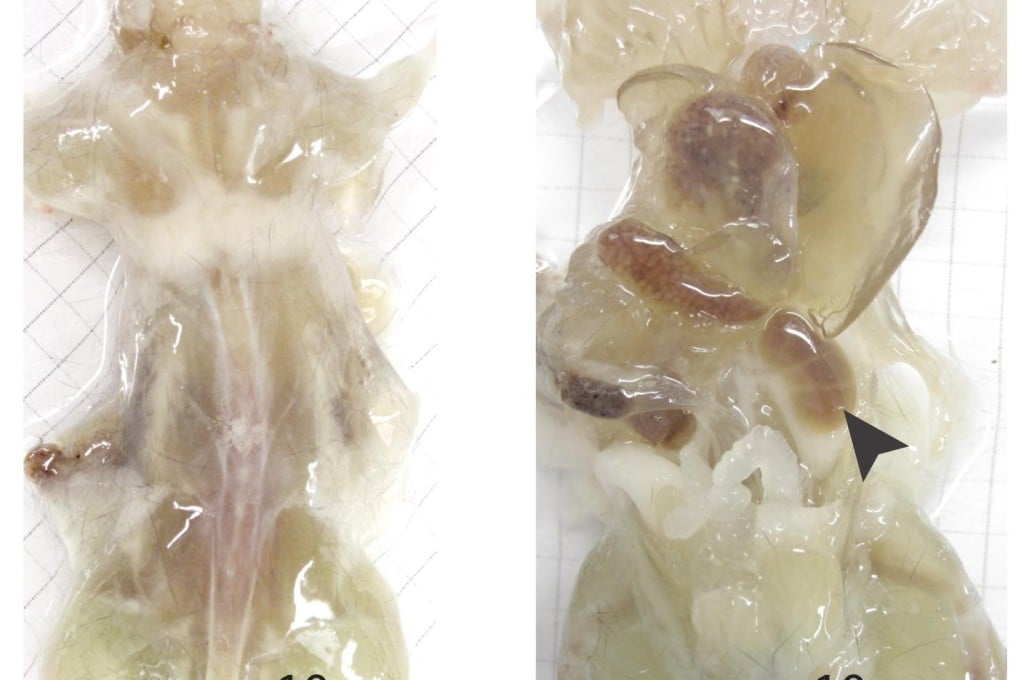 A mouse with its skin removed and ready for examination to help researchers in their study of fine details of the anatomy. Photo: AP