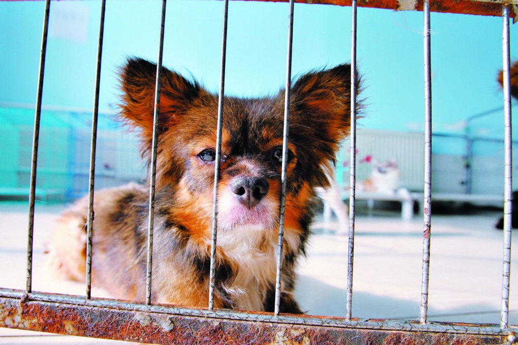 A resident of the Little Adoption Shop, an animal shelter in Shunyi, Beijing. Photos: Simon Song; AFP