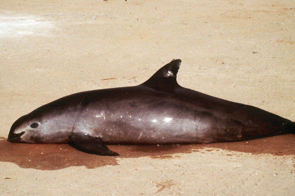 A dead porpoise