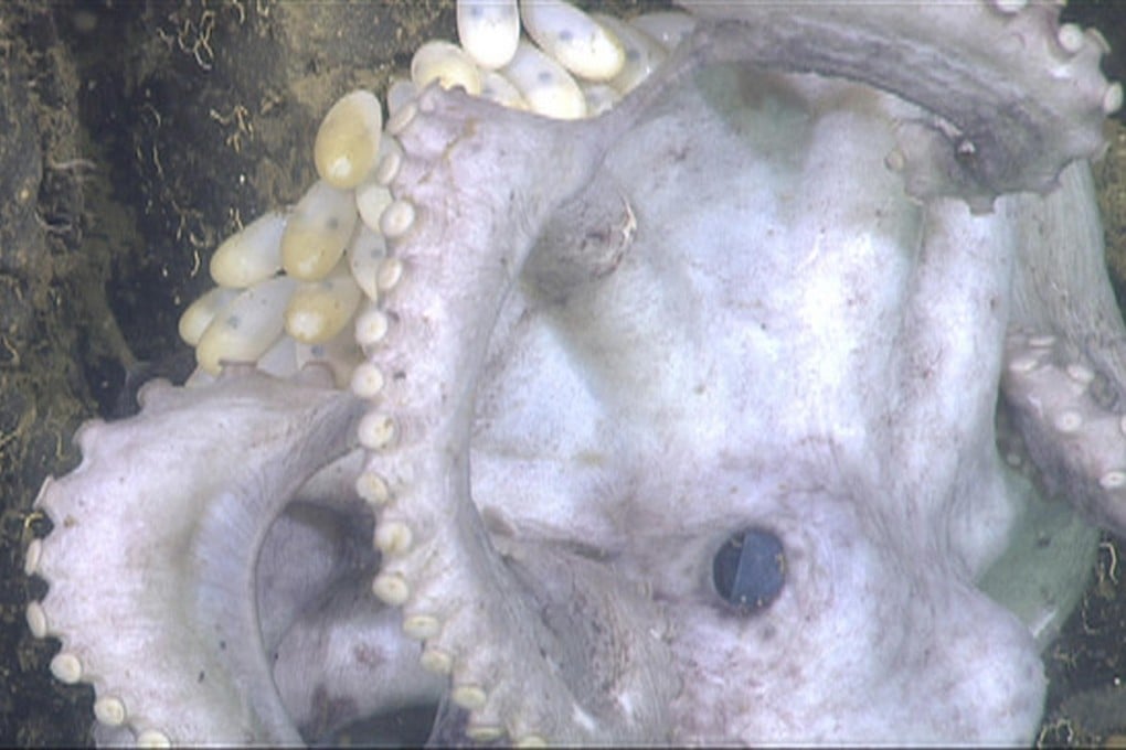 A female deep-sea octopus on the canyon ledge. Photo: Reuters