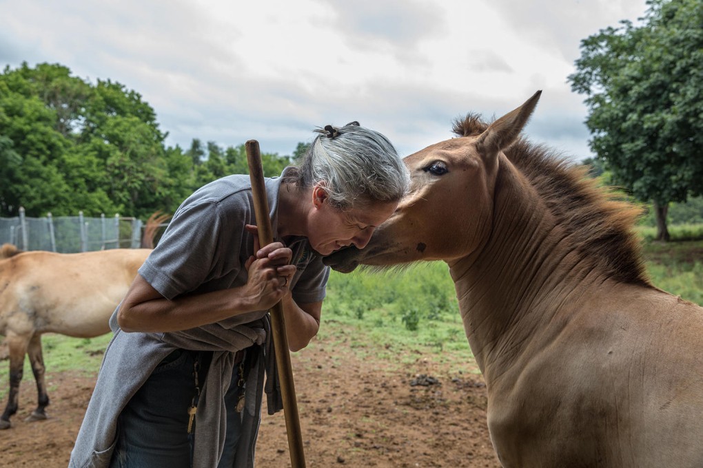 A keeper gets a nuzzle from a Przewalski horse in Front Royal, Virginia. Photo: Washington Post