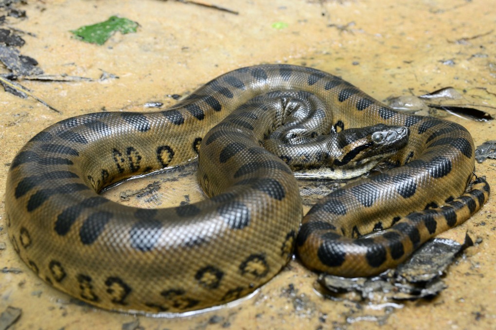 A total of 139 specimens were collected from 13 dead snakes for the study.