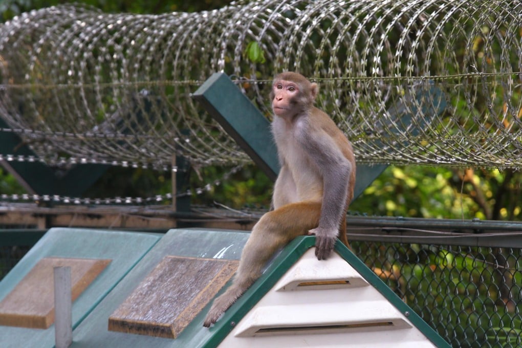 The razor wire does not deter this wild monkey in Kam Shan country park. Photo: May Tse