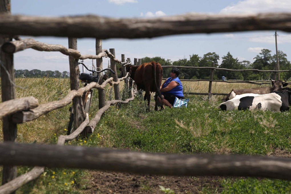 A woman milks a cow in a village near Slaviansk in eastern Ukraine. Dairy products from Ukraine have been blocked from Russian markets since February.