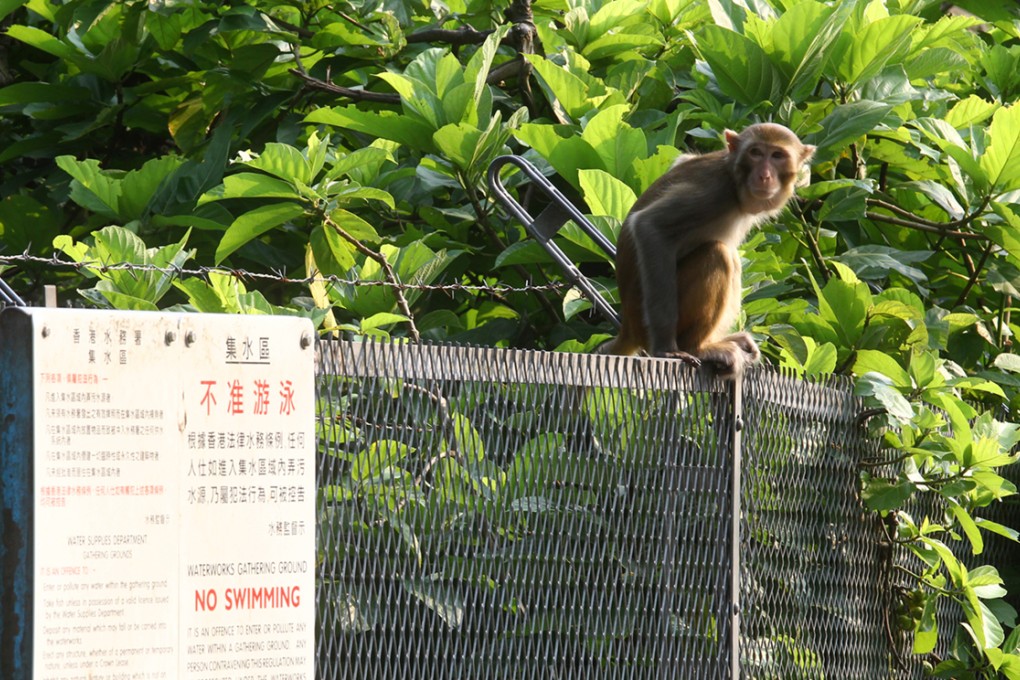 A wild monkey at Kam Shan Country Park. Photo: May Tse