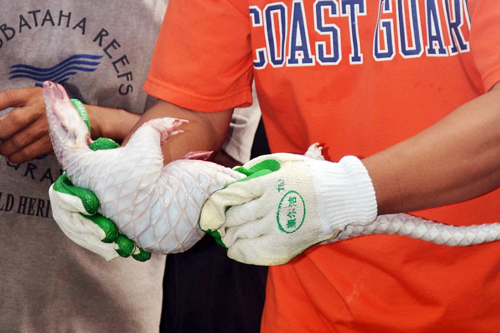 Frozen scaly anteaters found in the cargo hold of a Chinese boat.  Photo: EPA