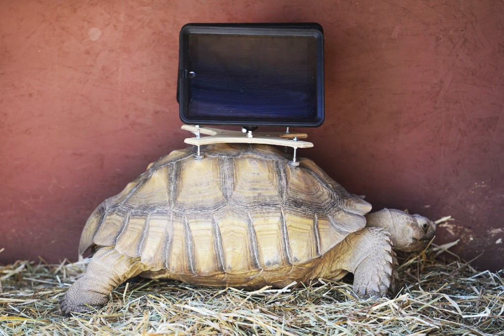 The exhibit by artist Cai Guo-Qiang features tortoises wandering around with iPads attached to their shells with specially designed mounts. The iPads will show footage of abandoned ghost-town cabins recorded with the devices while they were attached to the tortoises’ shells. Photo: AP