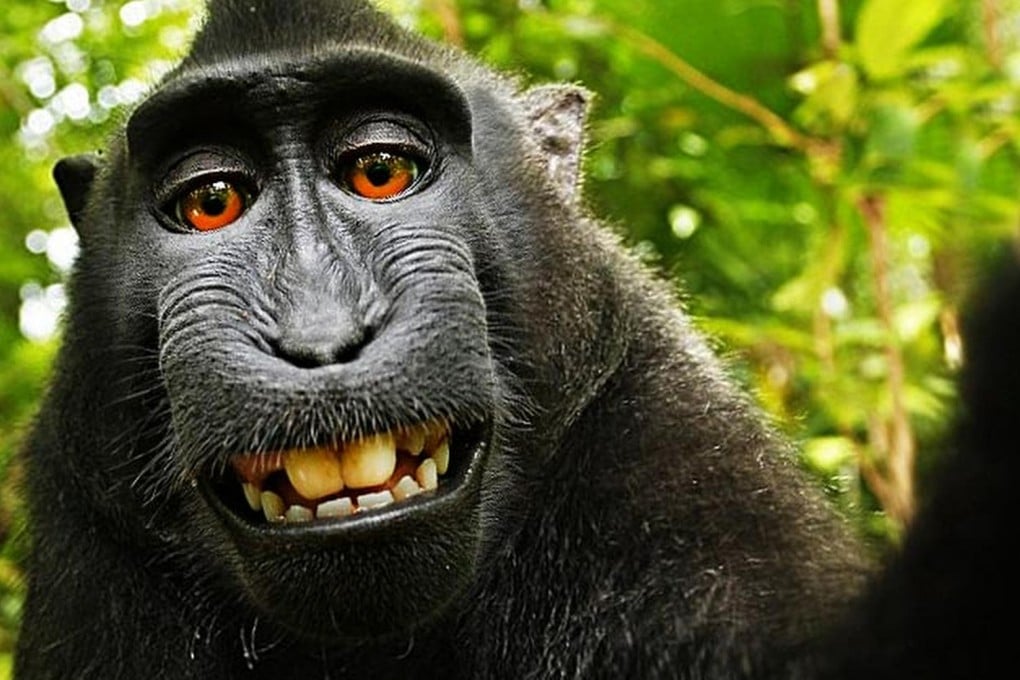 A row over monkey selfies has hit Wikipedia. Photo: SCMP Pictures