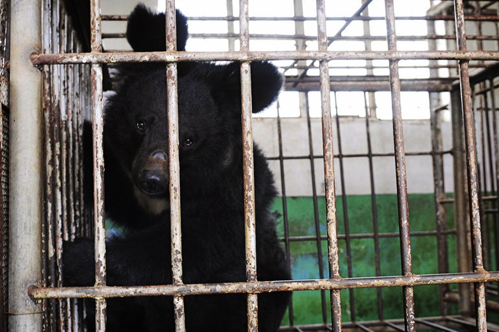 Bear bile is still being used in traditional Chinese medicine to treat a wide range of ailments, despite the availability of synthetic substitutes.