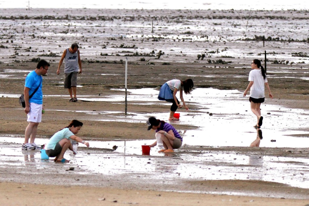 Clam diggers at Ha Pak Nai in Yuen Long. Photo: Kevin Laurie