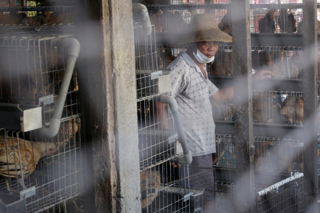 Tests of the dead birds found no sign of bird flu. Photo: Felix Wong