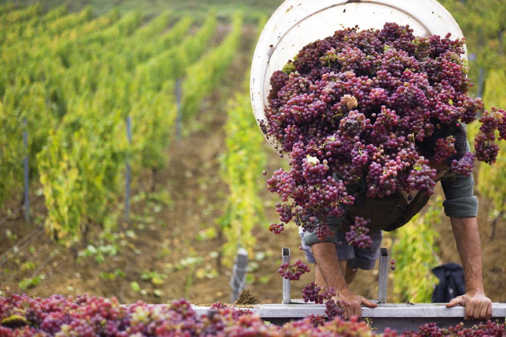 Grapes are picked at a southern French vineyard. Photo: AFP
