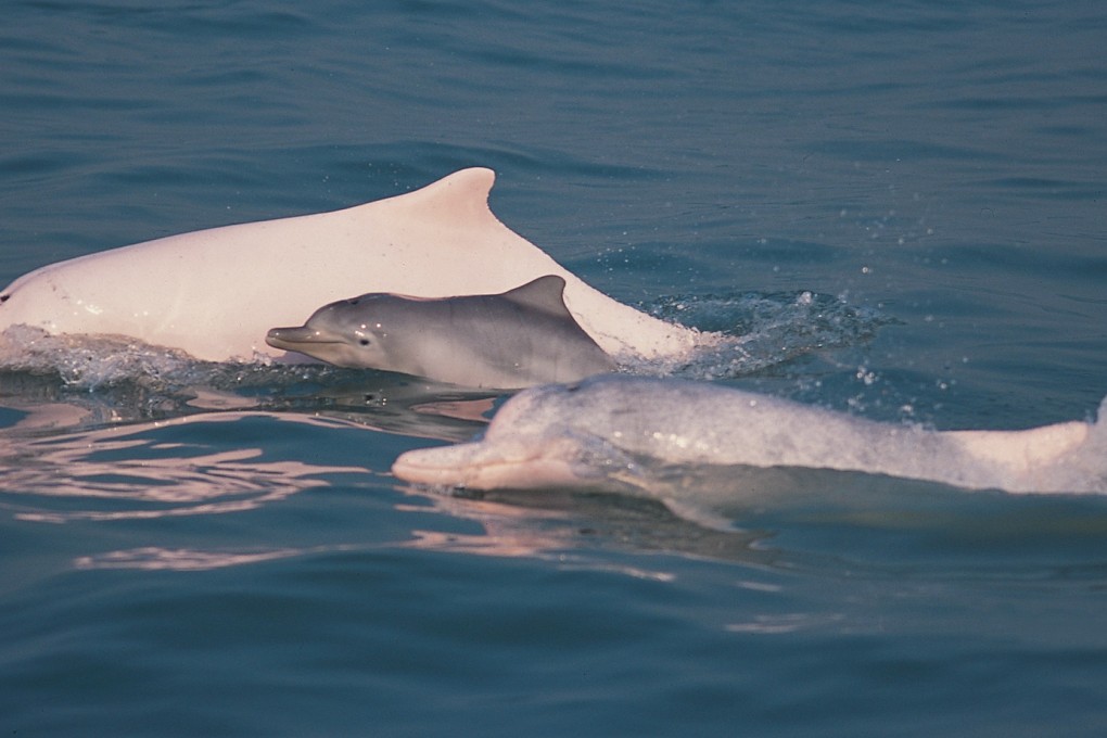 White dolphin habitat is still at risk, critics say. Photo: SCMP Pictures
