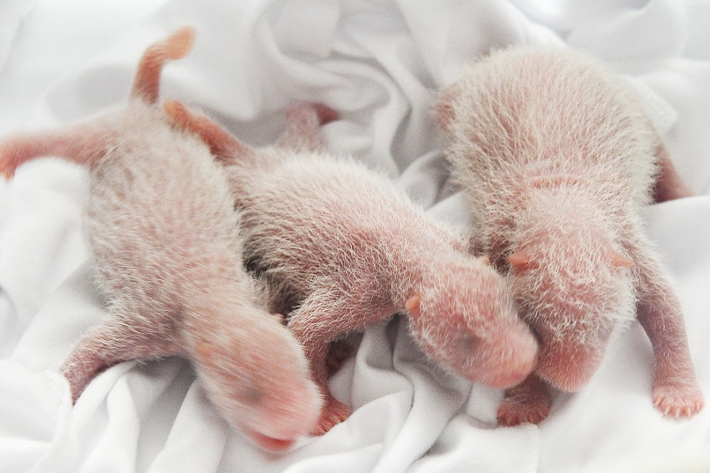 Hello world! The tiny trio wobble around their incubator at the Guangzhou Chimelong Safari Park. They are being cared for by a team of feeders round-the-clock. Photo: AFP