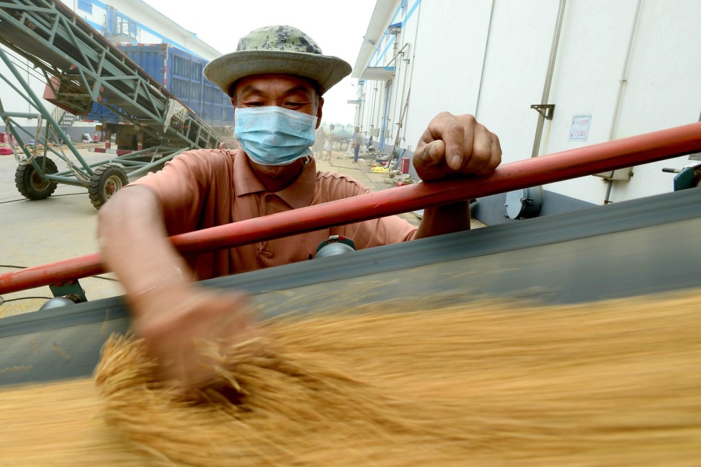 Newly harvested wheat arrives at silos in Shandong. This summer's grain harvest was a record 137 million tonnes. Photo: Xinhua