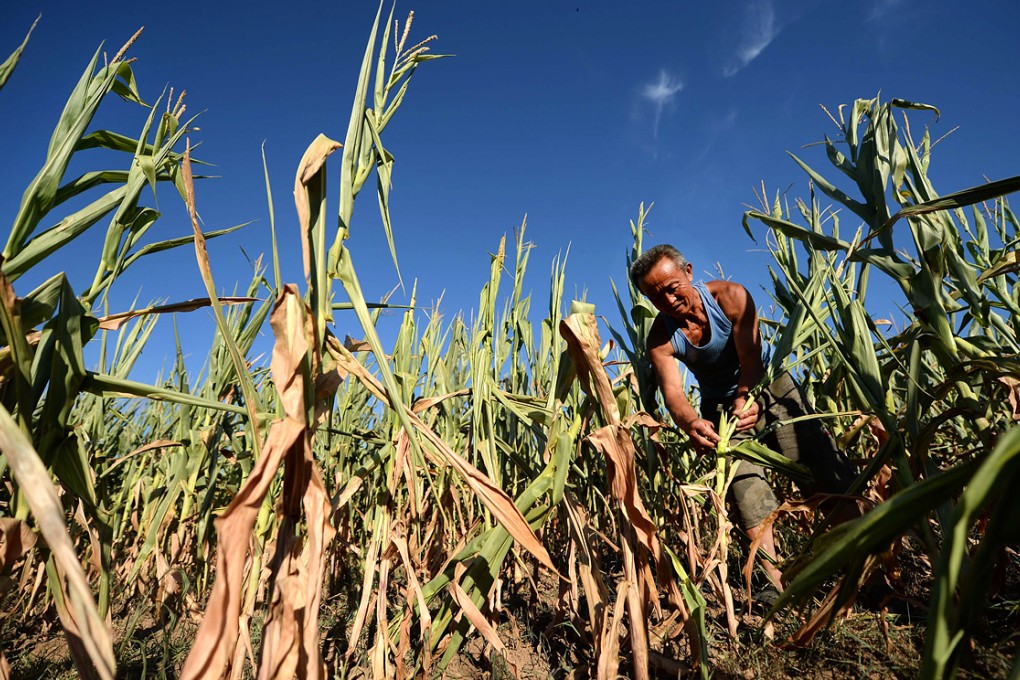 A farmer checks his drought-hit corn field in Zhizhushan village in Liaoning. Photo: Xinhua