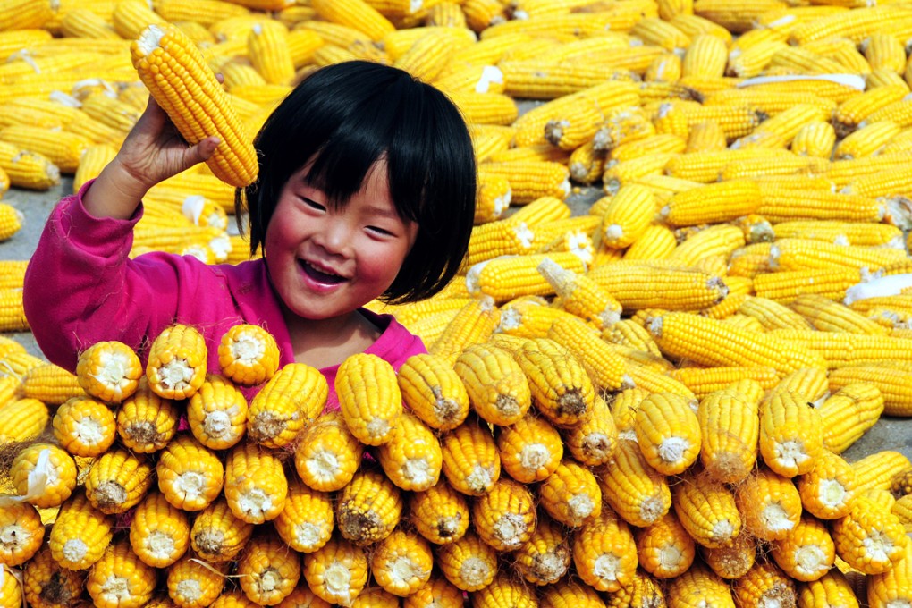 Secret facilities producing genetically modified crops including corn and rice have been found in some provinces in China, sparking safety concerns. Photo: Xinhua