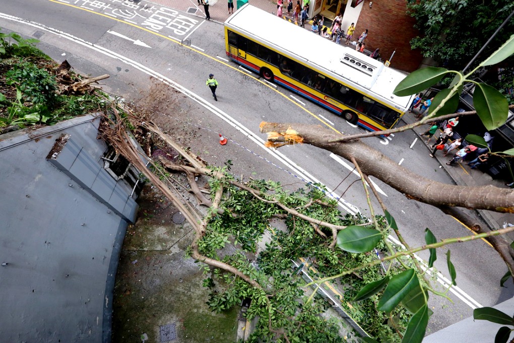 The tree which collapsed on to a heavily-pregnant woman in Mid Levels, killing her and leaving her baby boy critical. Photo: Sam Tsang