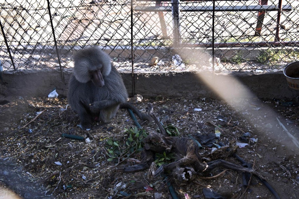 A hamadryas baboon looks at the carcass of another baboon inside their cage in Al-Bisan, a tourist village in Gaza. Photo: AFP