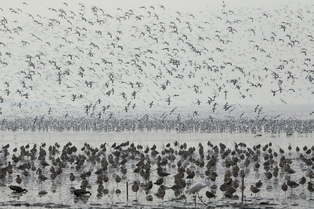 Flocks of the Eurasian curlew and the pied avocet fill a mudflat near the Mai Po Nature Reserve in Deep Bay. Photo: May Tse