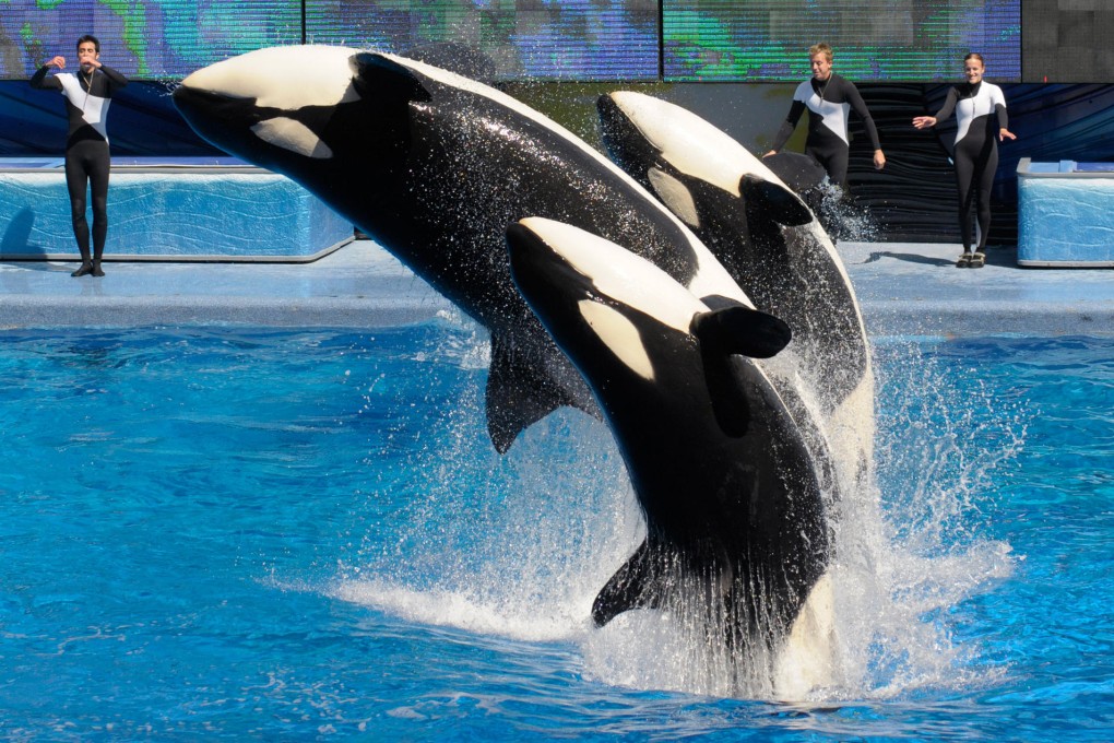 Killer whales perform at SeaWorld Orlando. Photo: AP