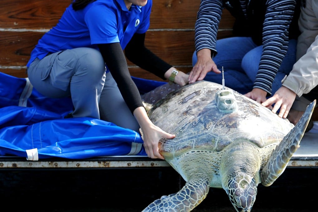 A green turtle, which had been trapped in a fishing net, re-enters the waters of Hong Kong. Photo: Information Services Department