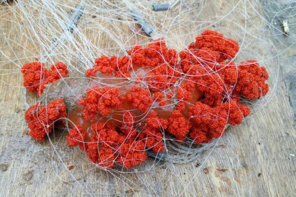 The soft coral fished up from the harbour. Photo: SCMP