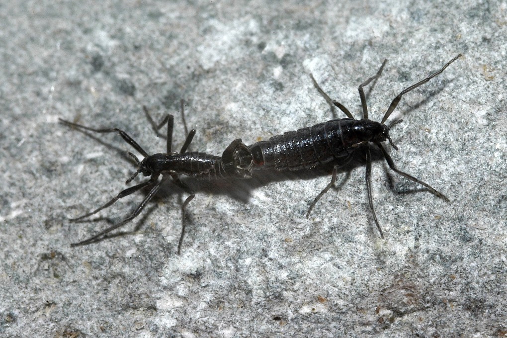 Two Antarctic midges, Belgica antarctica, in mating.
