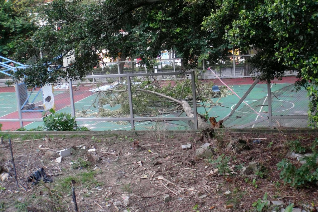 The 10m-tall tree fell which fell at Wah Yan College in Yau Ma Tei yesterday. Photo: SMP