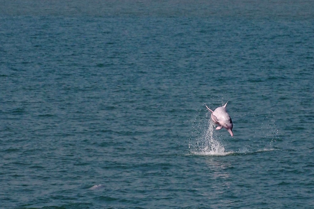 Endangered dolphins deserve better than flawed airport report
