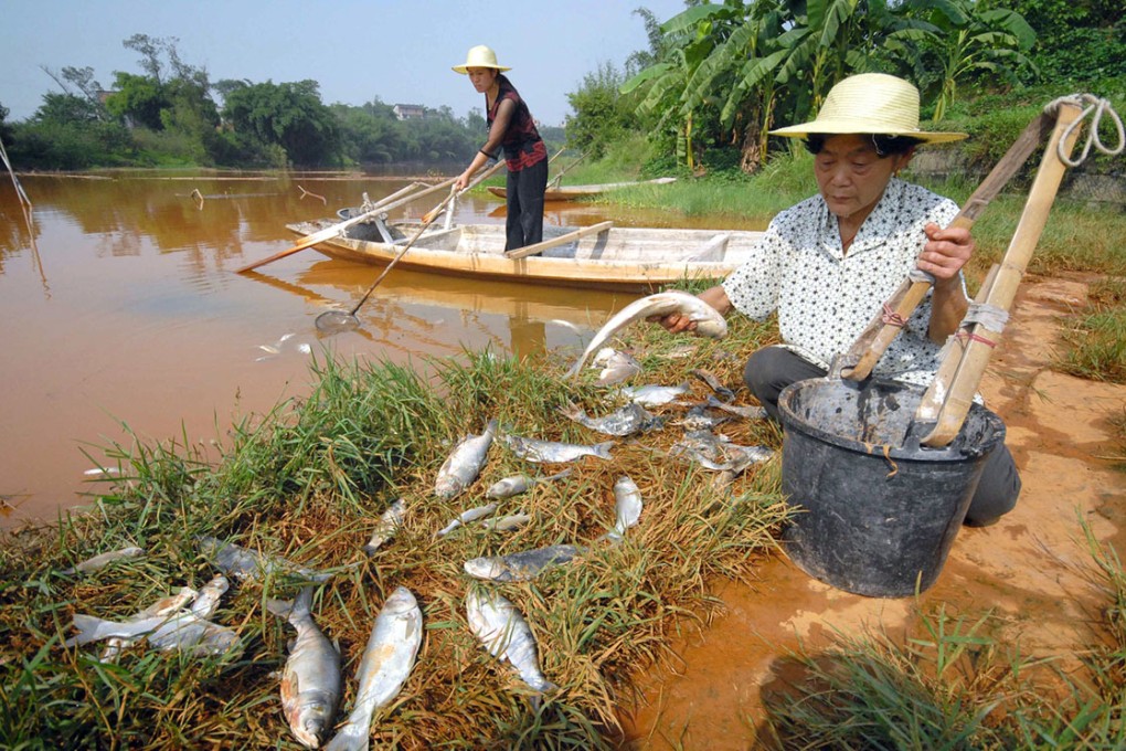 Farmers retrieve dead fishes from a pond that has been heavily polluted by the water flowing in from a nearby reservoir. Photo: AFP