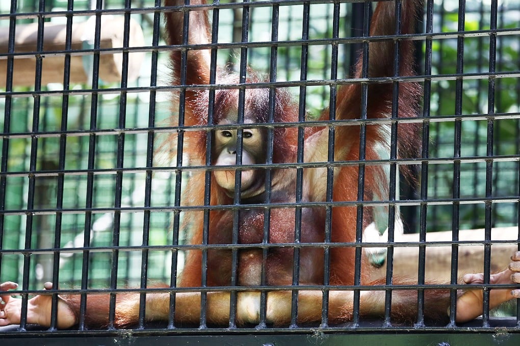 The zoo's orangutans, with one of the three-year-old twins pictured here, are said to be bored. Photo: Jonathan Wong