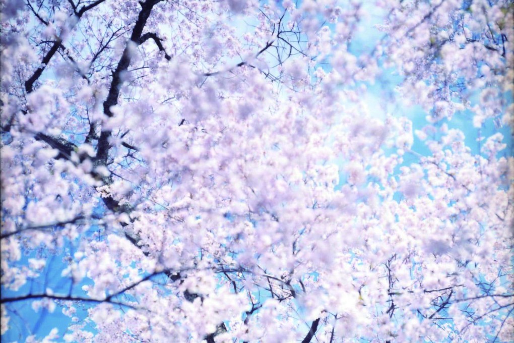 Sakura N-6 by Risaku Suzuki.