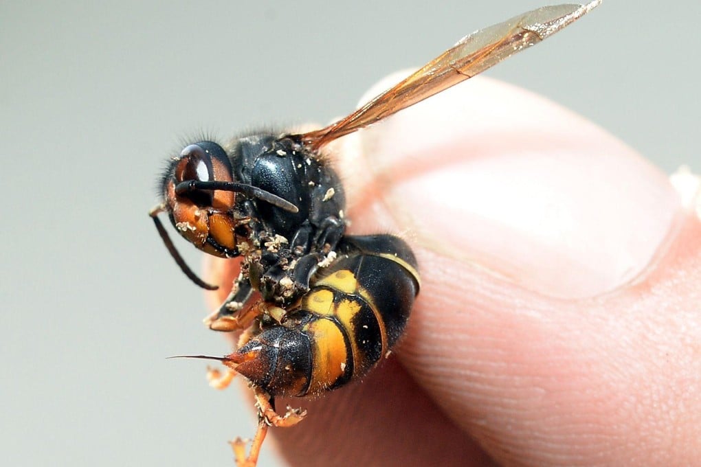 An Asian predatory wasp, also known as an Asian hornet, brandishes its stinger. The invasive pests have moved through France and into Spain, Italy and Belgium. Photo: AFP