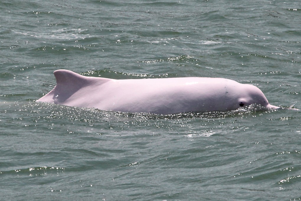A proposal to reclaim up to 150 hectares of land at Siu Ho Wan in north Lantau may be scaled down as Chinese white dolphins are now swimming closer to the shore, the government says. Photo: K. Y. Cheng